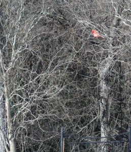 GEDSC DIGITAL CAMERA