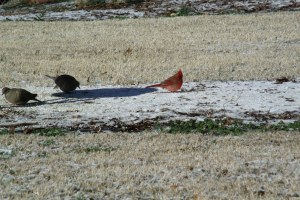 GEDSC DIGITAL CAMERA